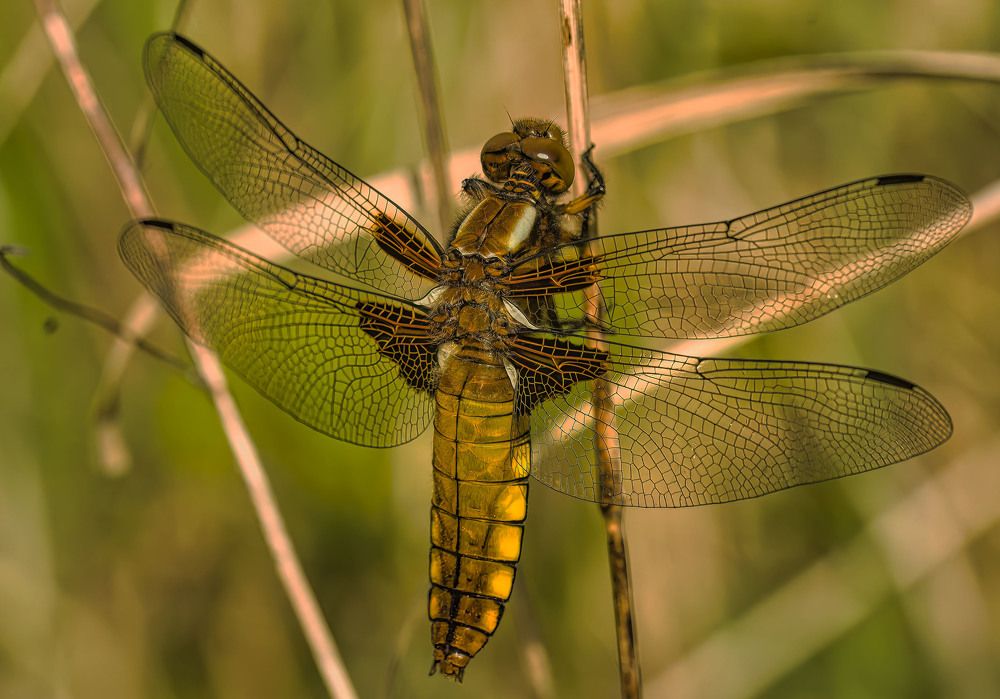 Photograph by Wendy Vanhoudt