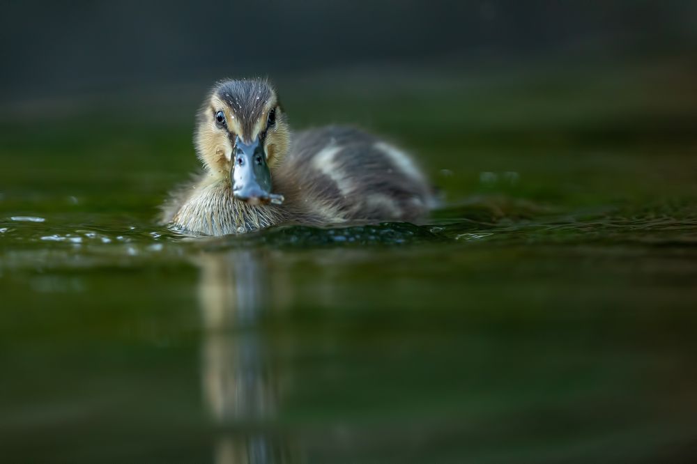 Photograph by Gatis Vilbrants