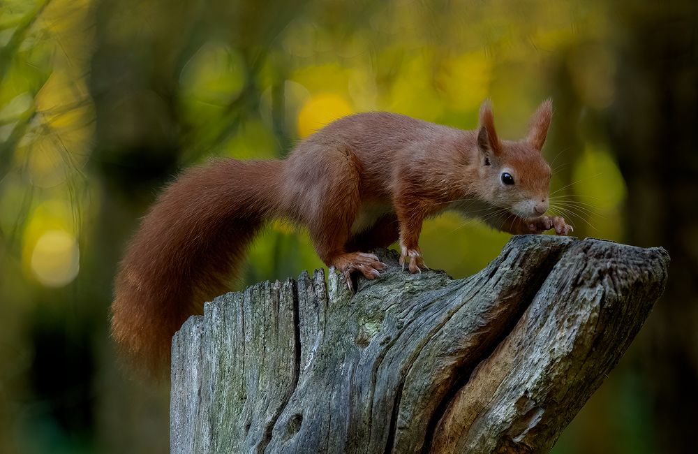 Фотография автора MARIA KULA