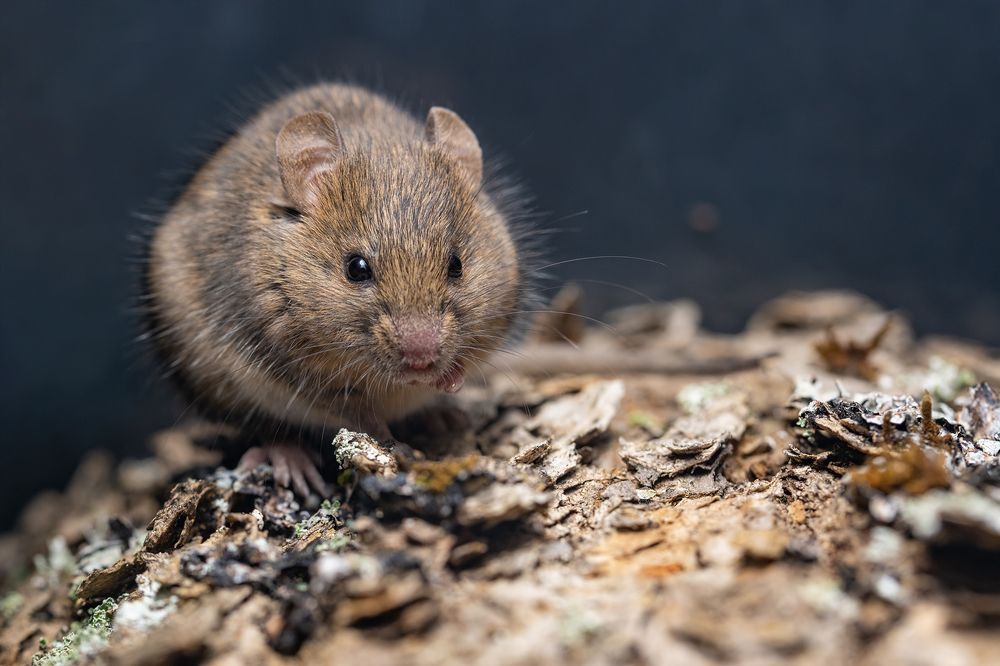 Photograph by Gatis Vilbrants