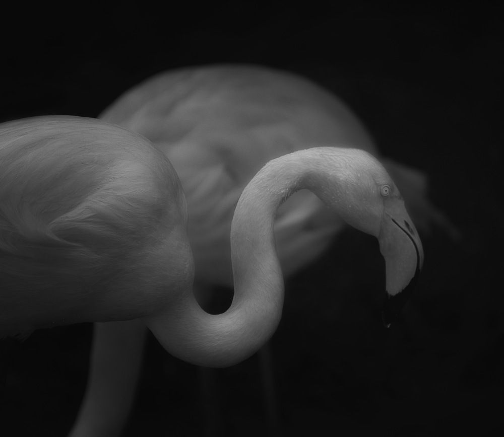 Photograph by Alice White