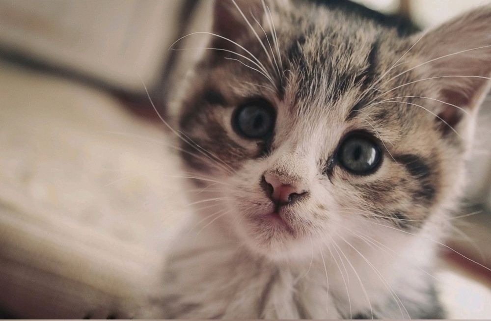 Фотография автора bahar td