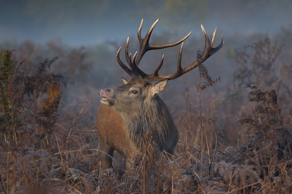 Red Deer