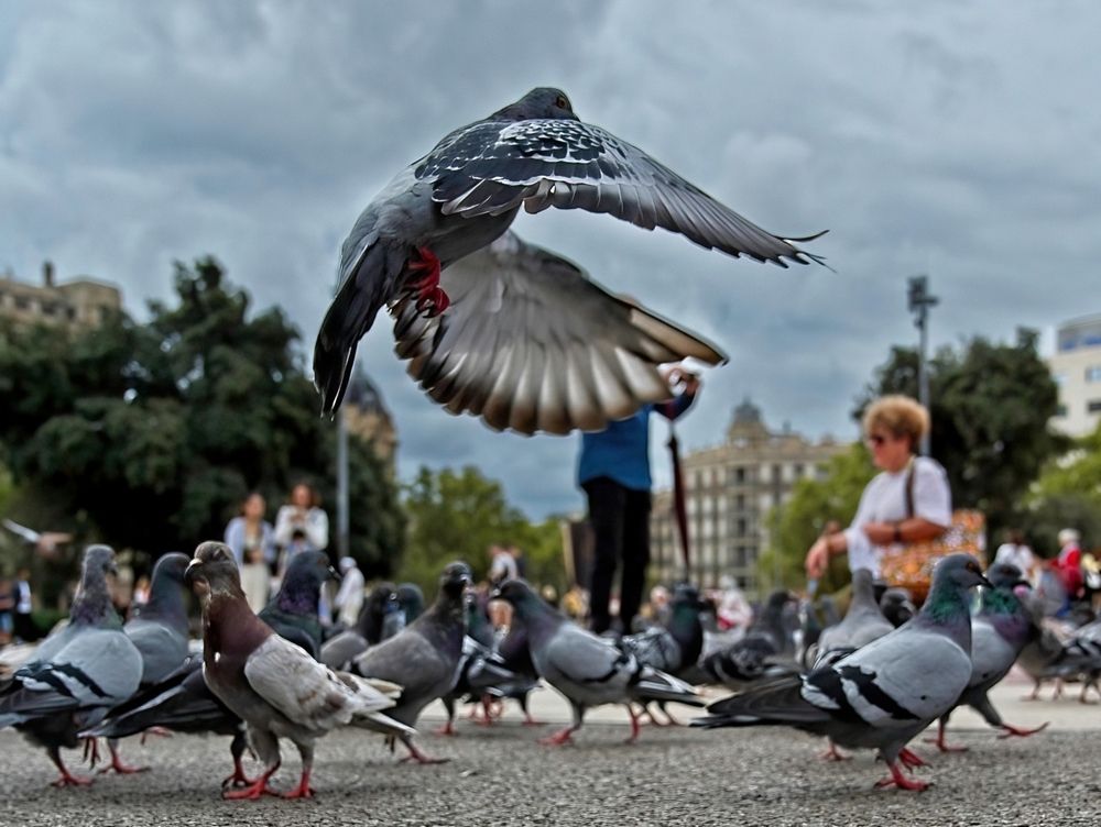 Photograph by Frank Proost