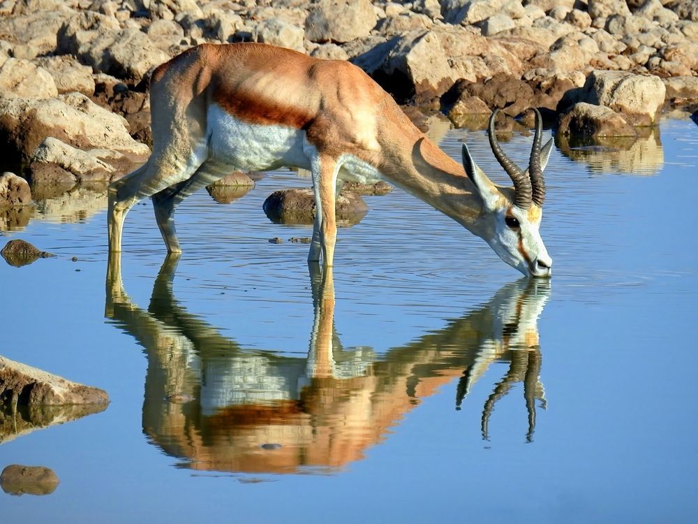 Photograph by Frank Proost