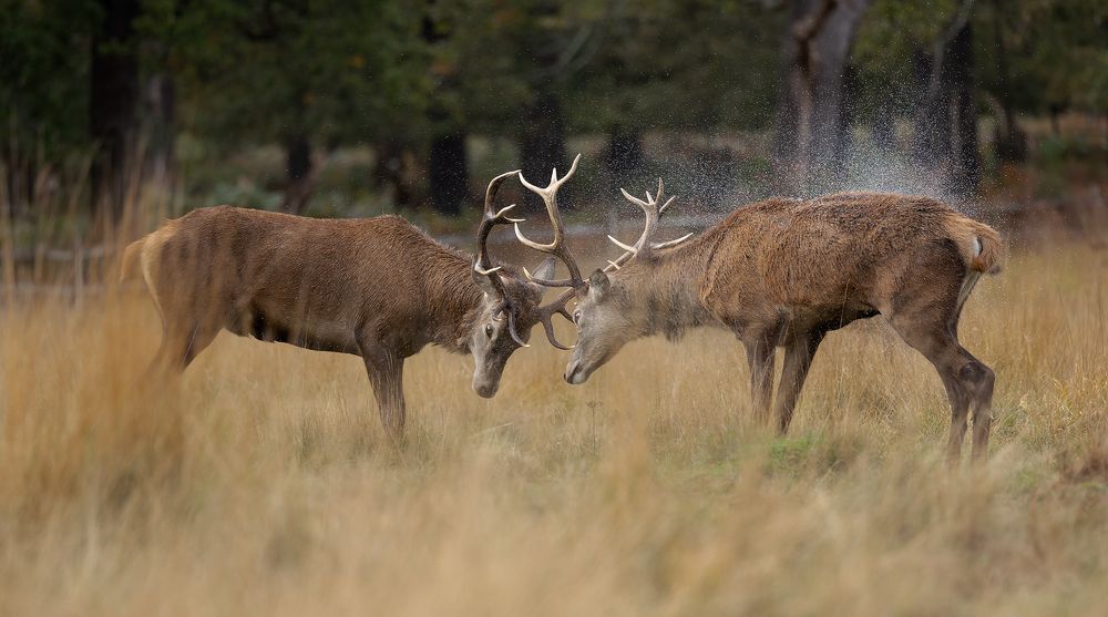 Фотография автора MARIA KULA