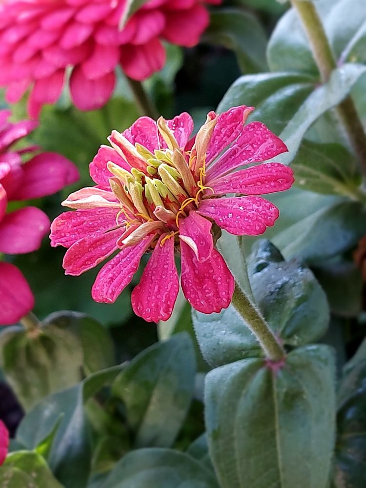 Фотография автора Neda Naserdost