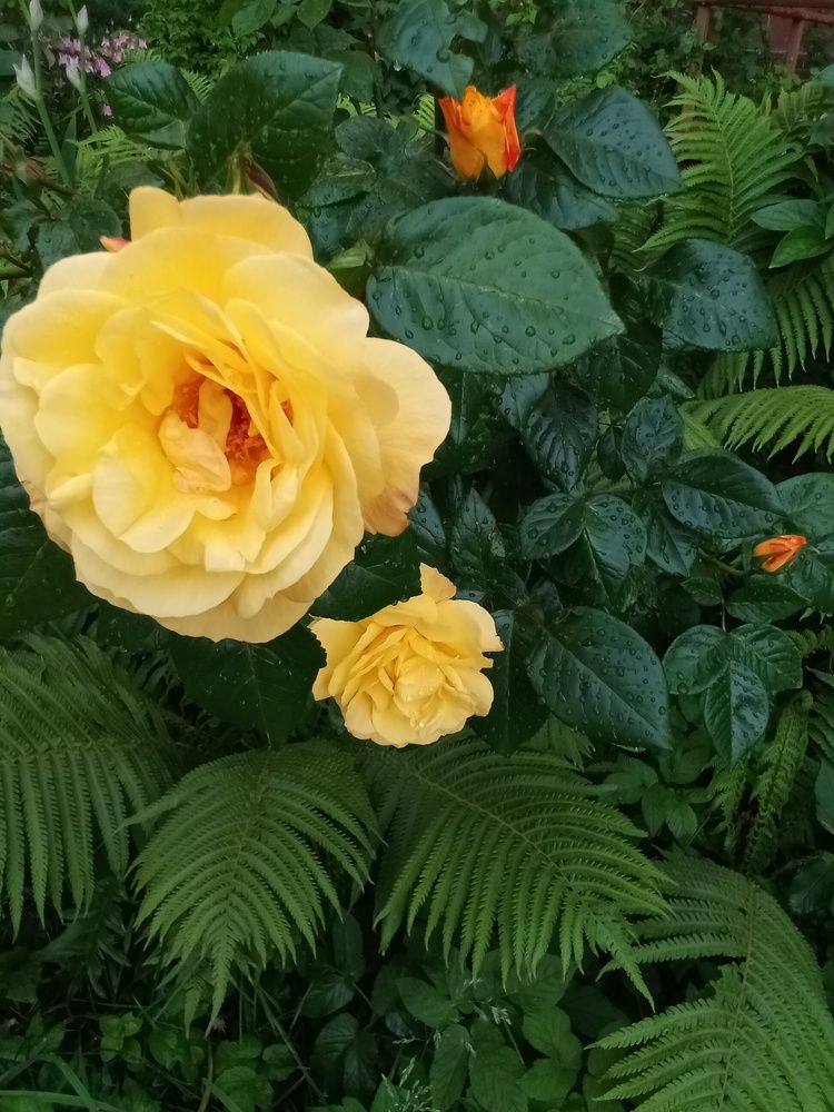 Photograph by Лилия Потравнова