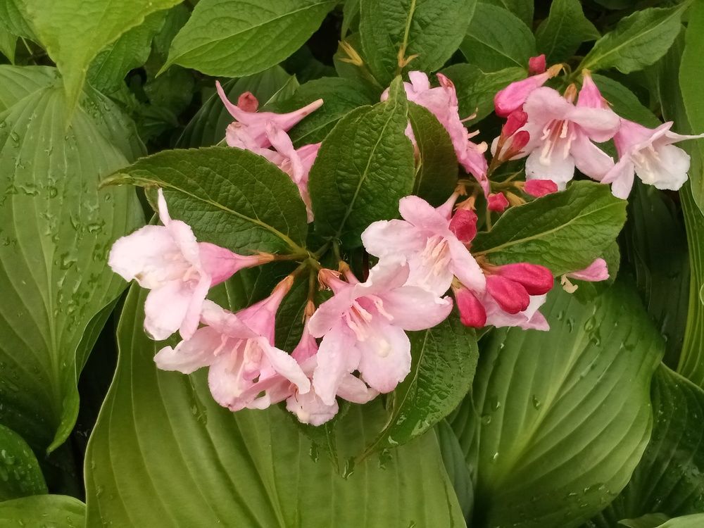 Photograph by Лилия Потравнова