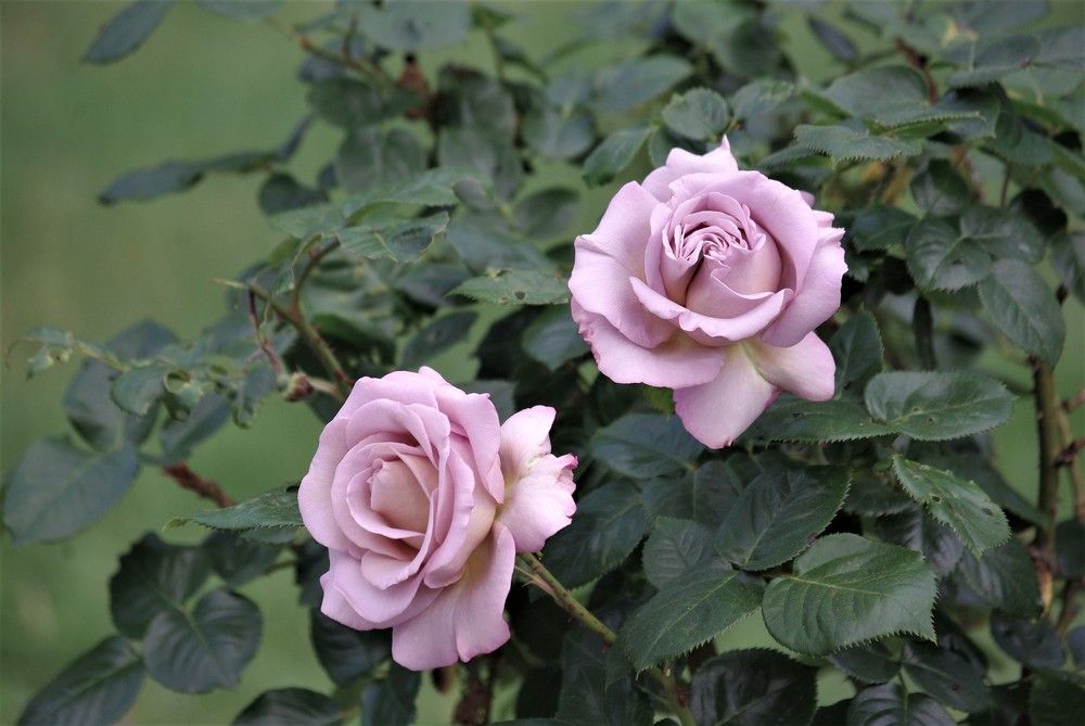 Photograph by Лилия Потравнова