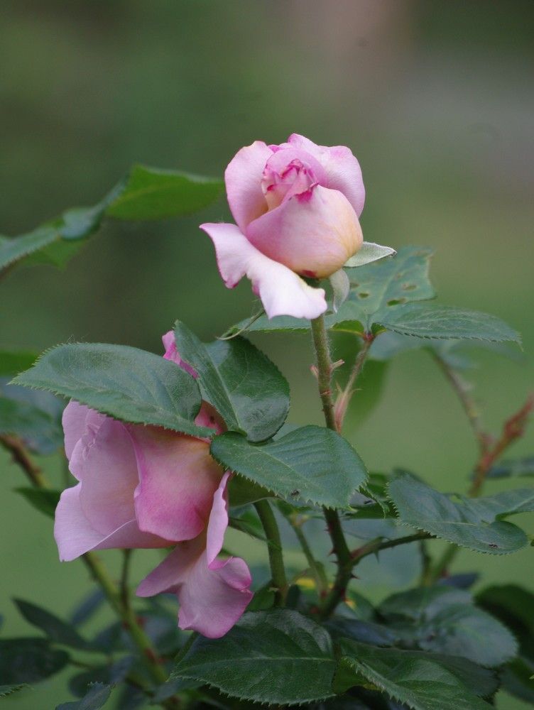 Photograph by Лилия Потравнова