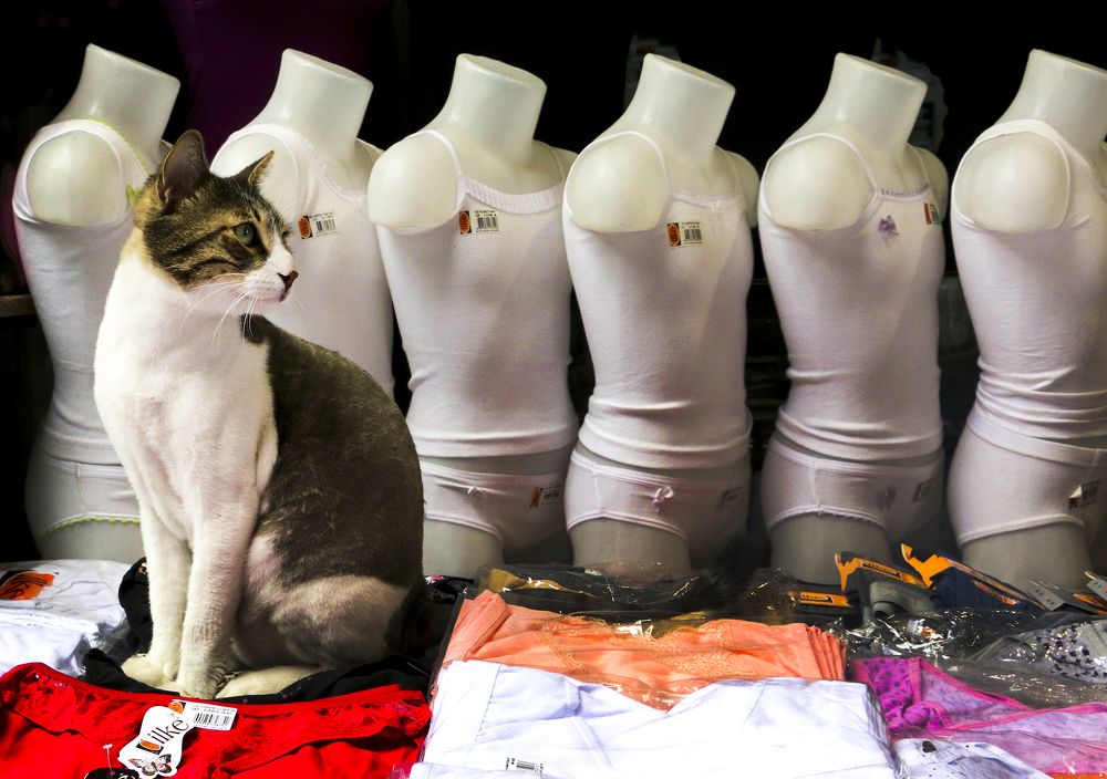 Фотография автора Ghadir Vaghari