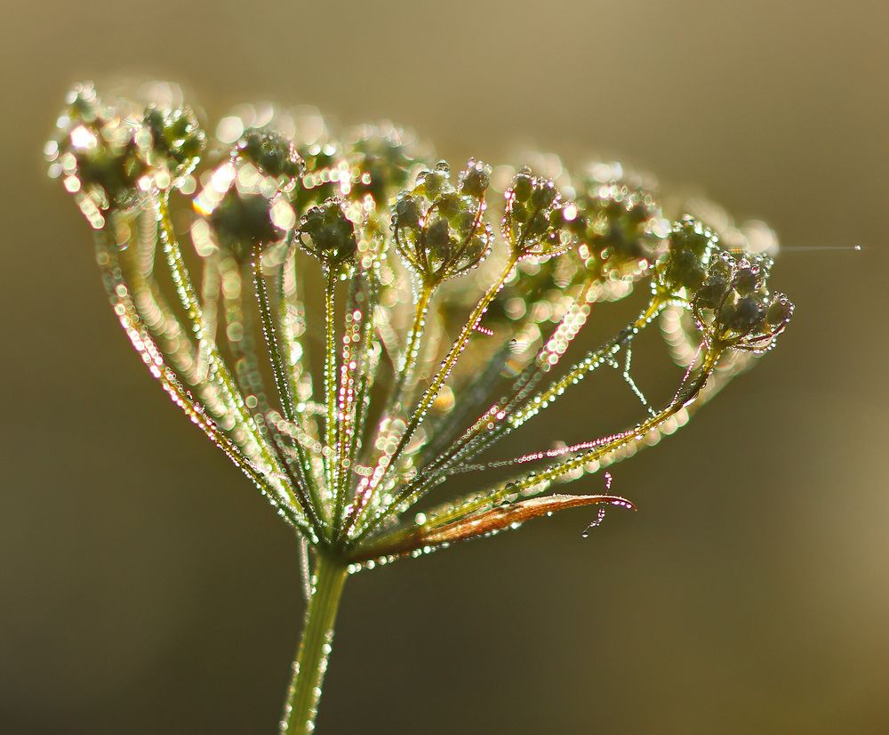 Photograph by Олег Фокин