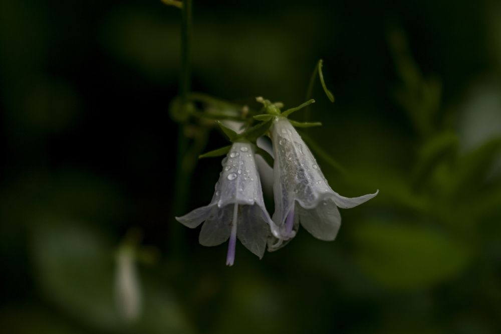 Photograph by 