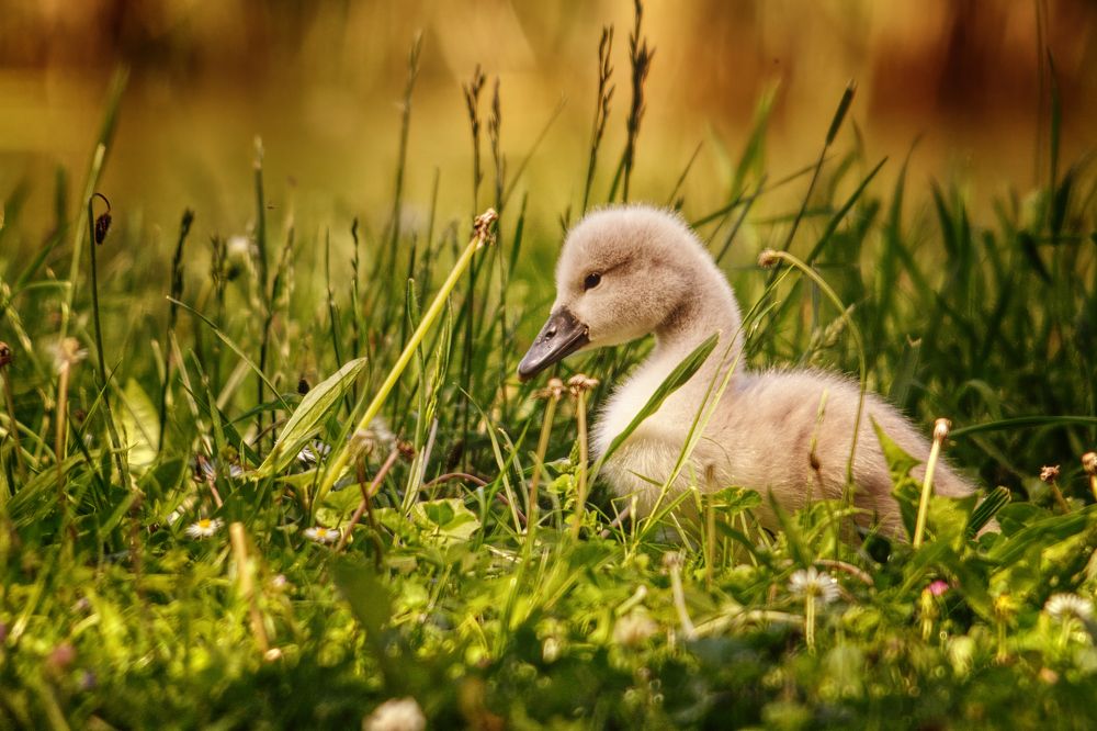 Photograph by Marko Stoickov