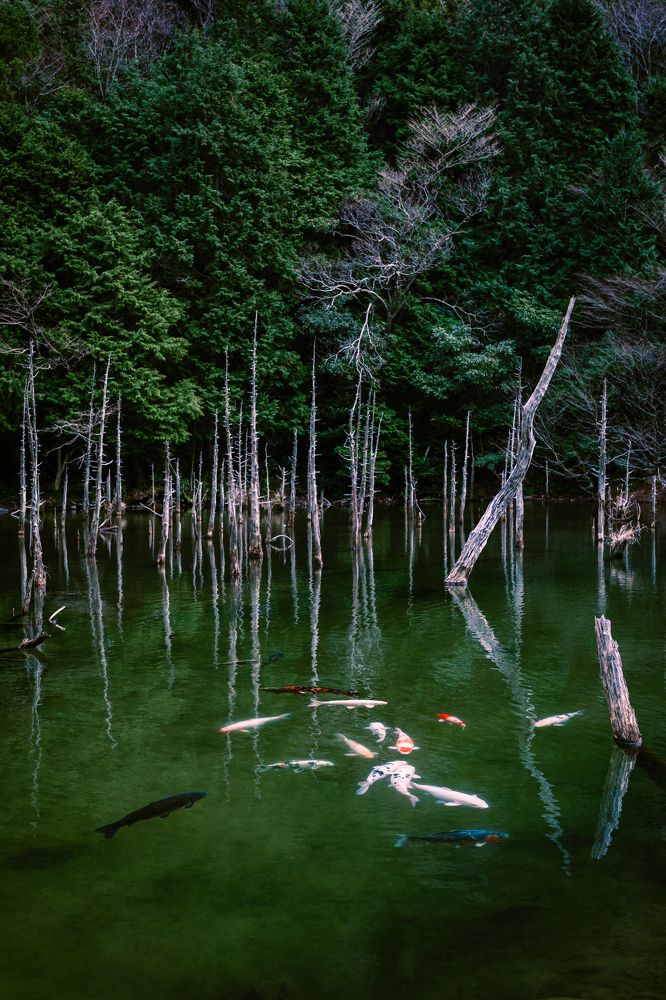 Photograph by Nishishimamto GEN