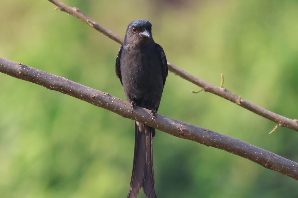 Photograph by Ranjit Shewale