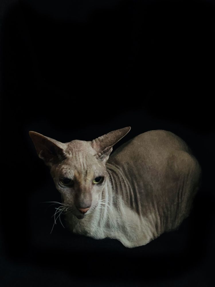 Шерхан Отважный