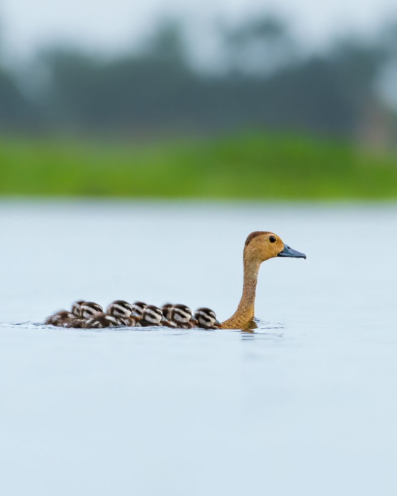 Фотография автора Mainak Halder