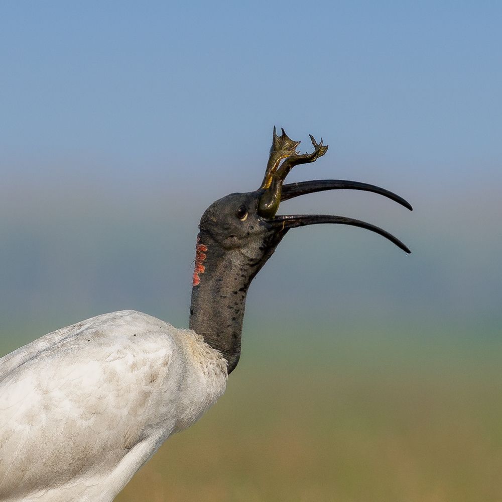 Фотография автора Mainak Halder