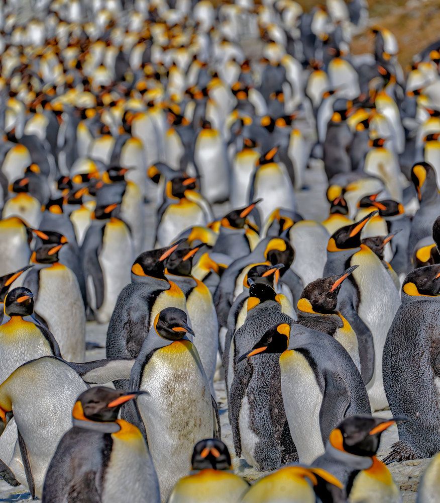 Фотография автора andrey gagarin