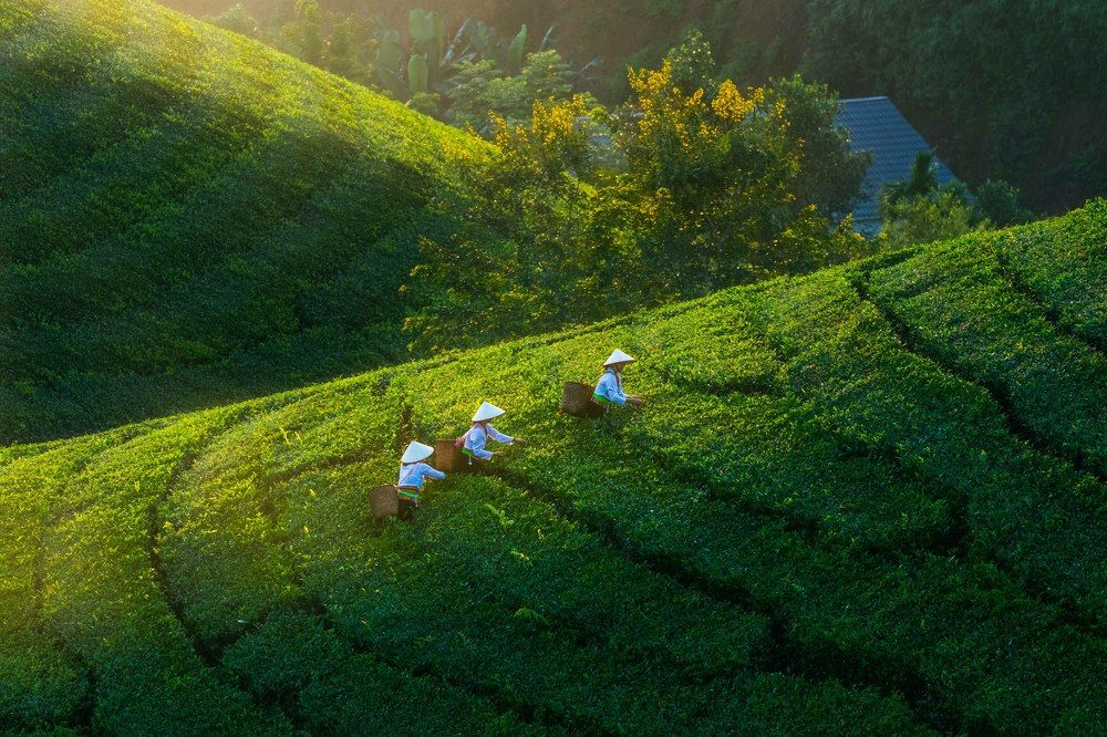 Tea leaves picking.