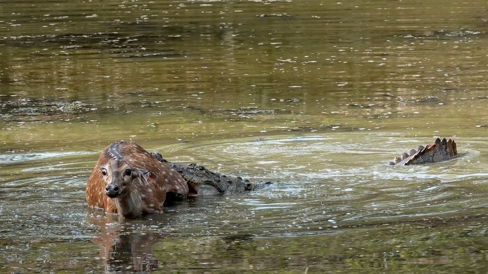 Photograph by Risbood Sanjay