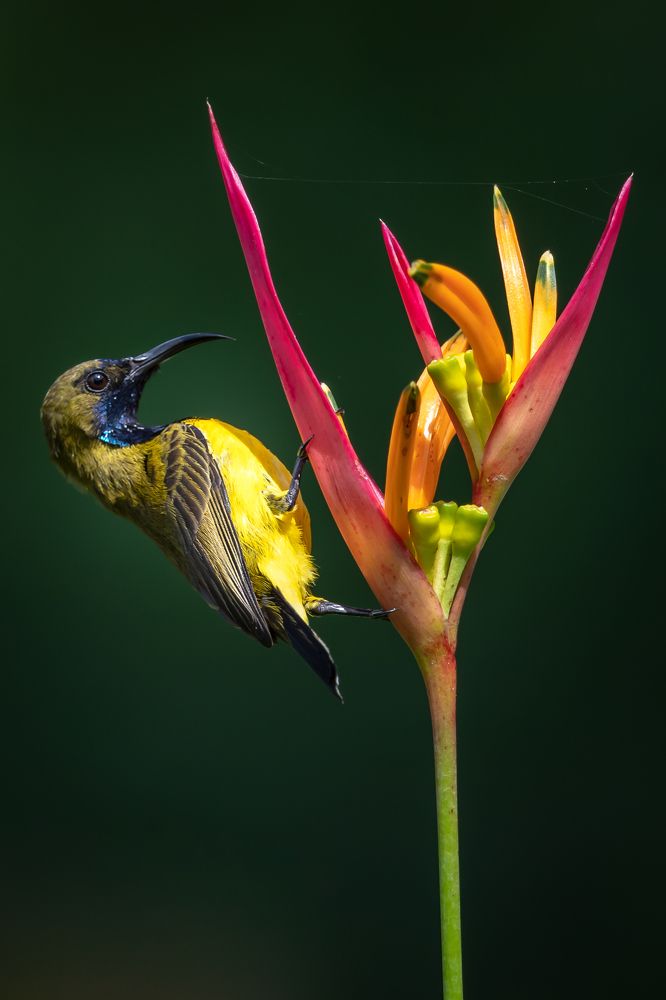 Sunbird in the sunshine.