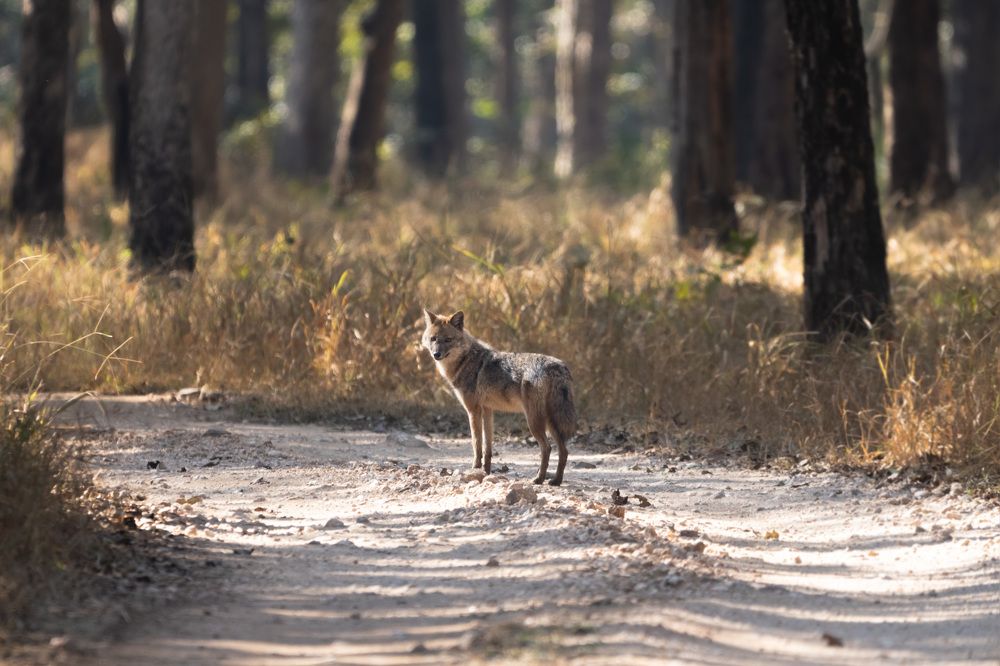 Photograph by Santhosh GVN