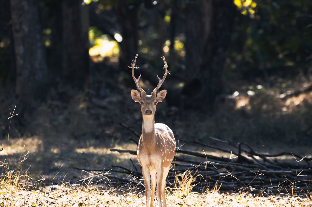 Photograph by Santhosh GVN