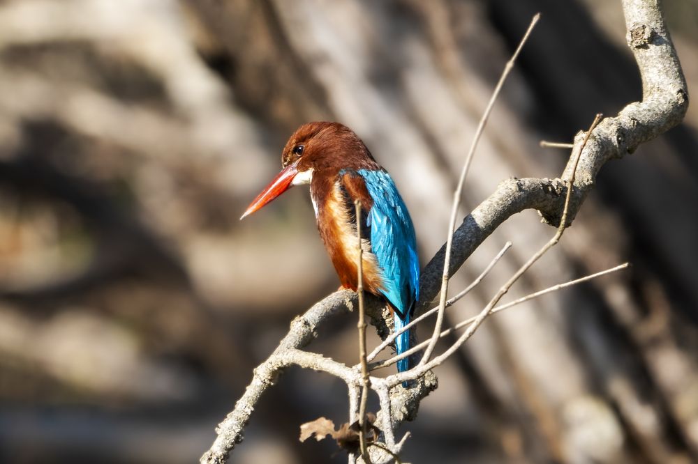 Photograph by Santhosh GVN