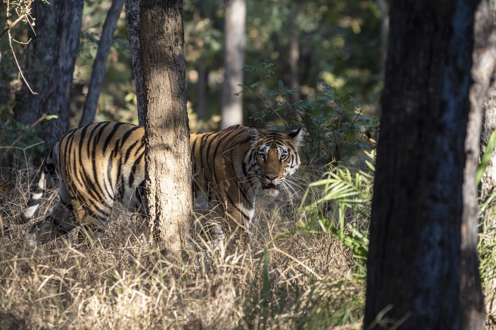 Photograph by Santhosh GVN