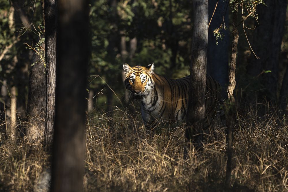 Photograph by Santhosh GVN