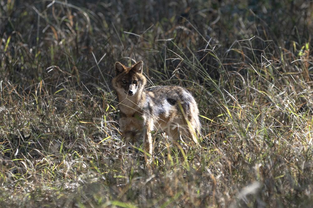 Photograph by Santhosh GVN