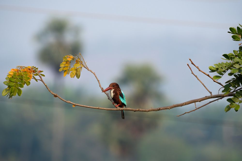 Photograph by Santhosh GVN