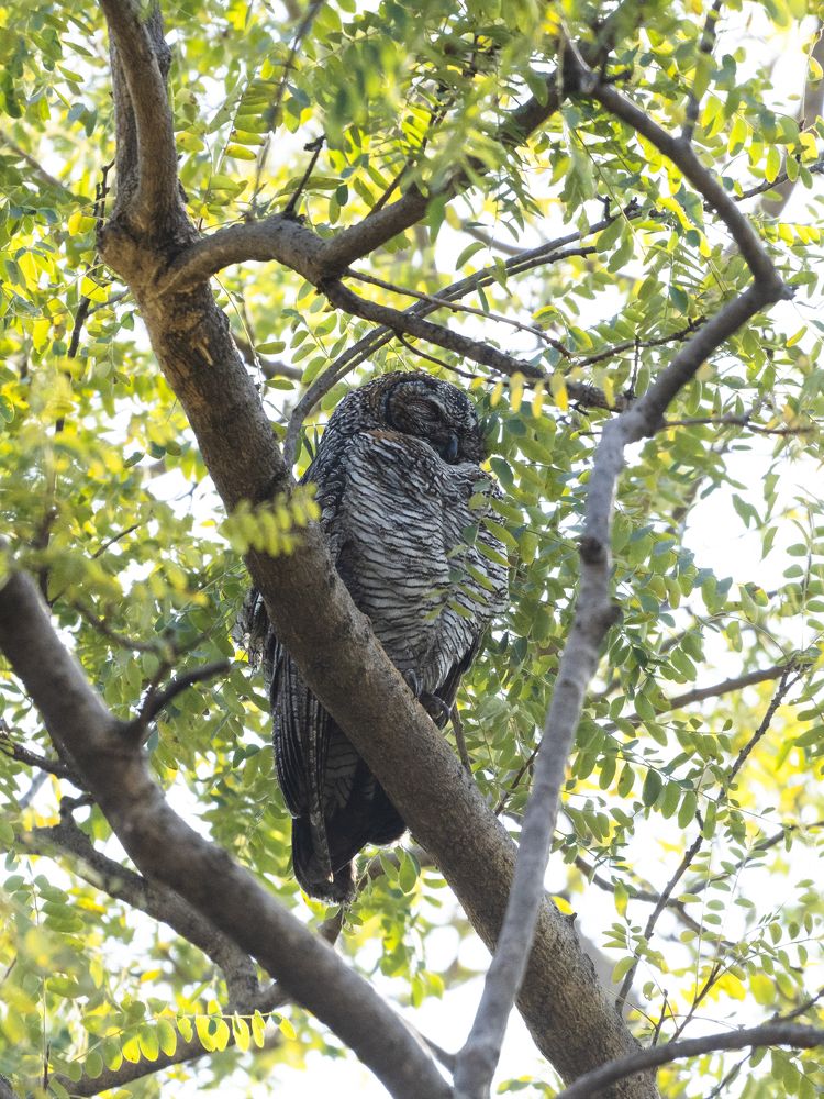 Photograph by Santhosh GVN