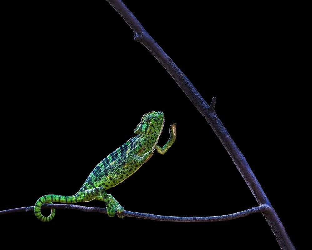 Indian Chameleon