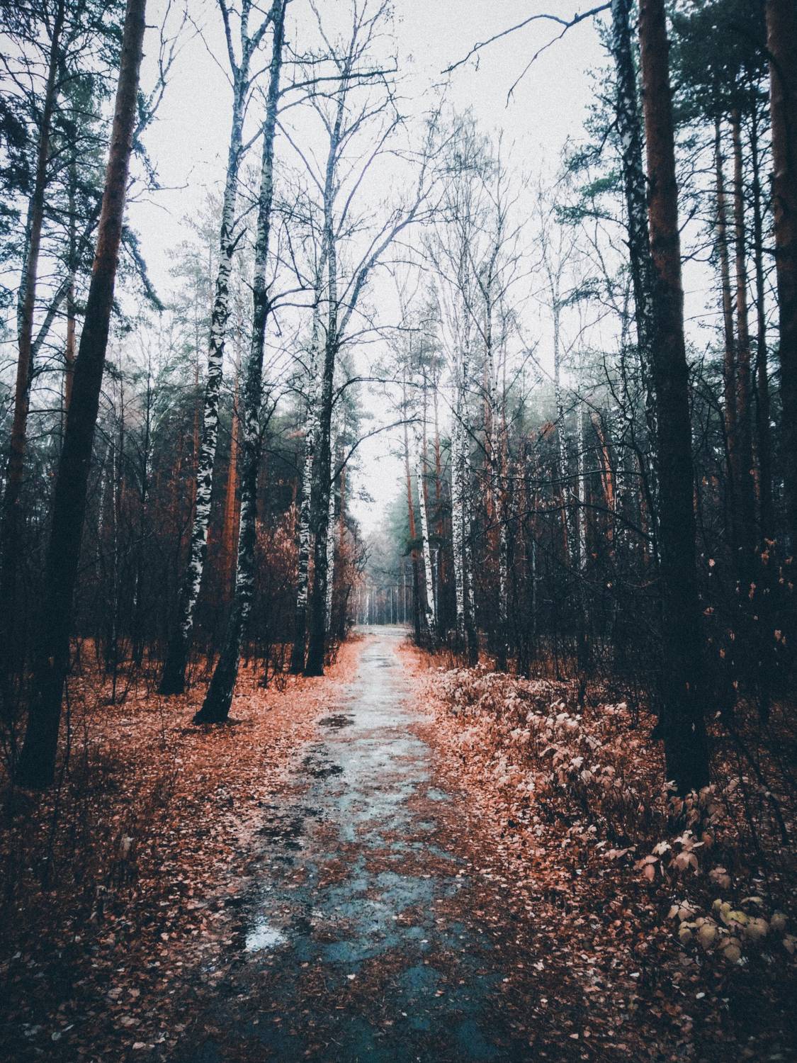 Осень вечна (Autumn is eternal)