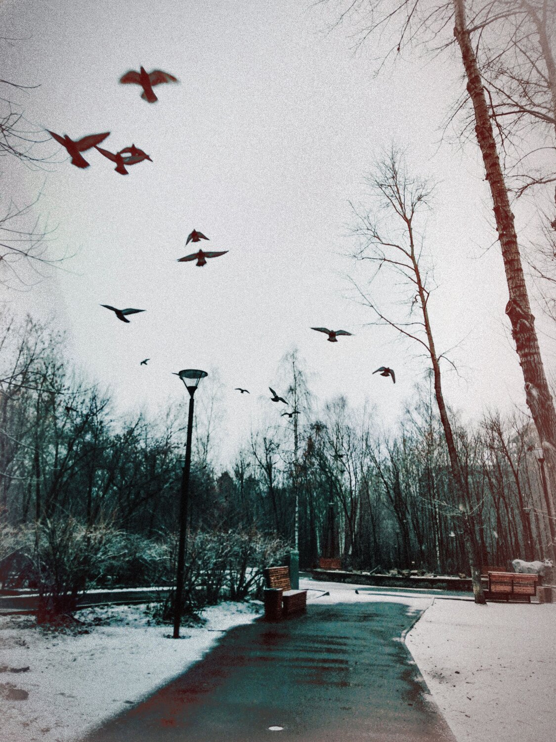 Птицы, Хичкок (The Birds, Hitchcock)