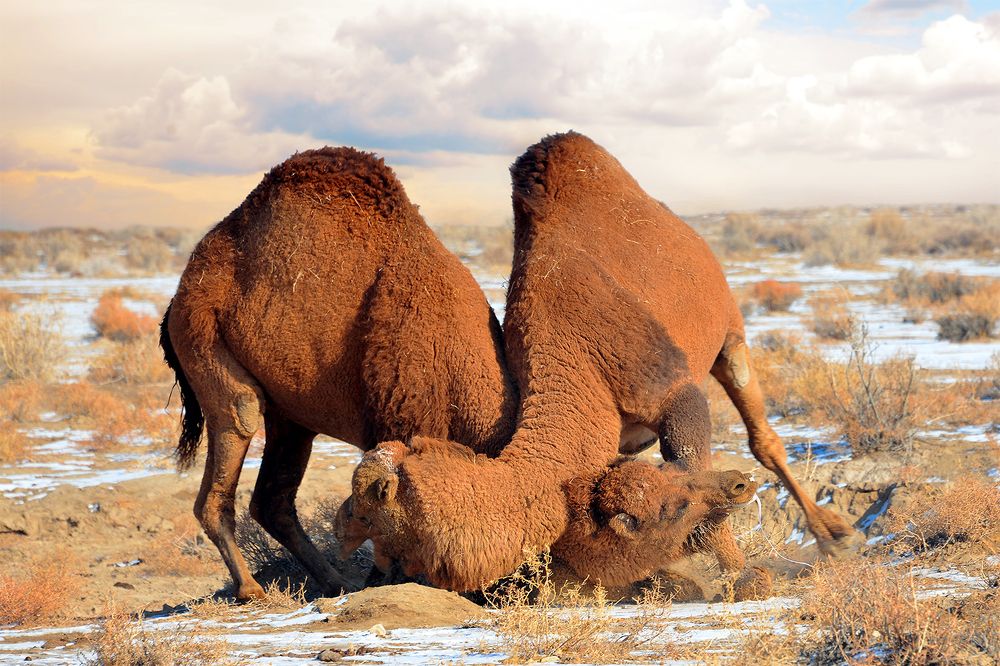 Фотография автора Игорь Ломов