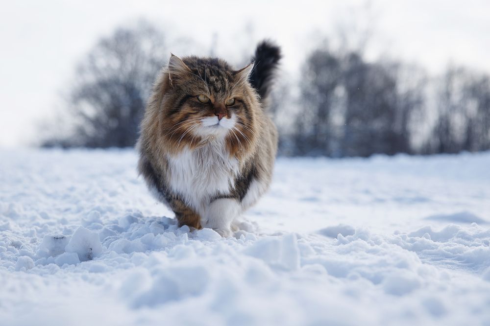 Photograph by Вербицкий Петр