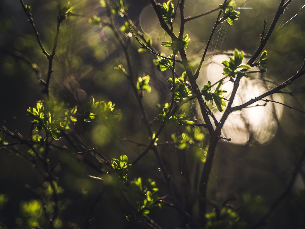 Алтай весной, Черемшанка