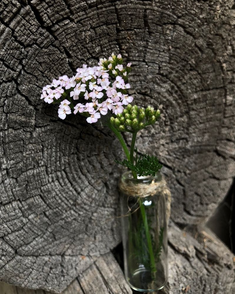 Photograph by Halina Mitsevich