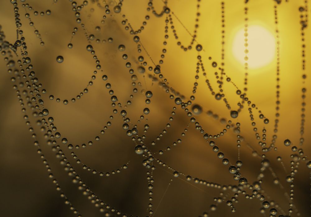 spider web necklace