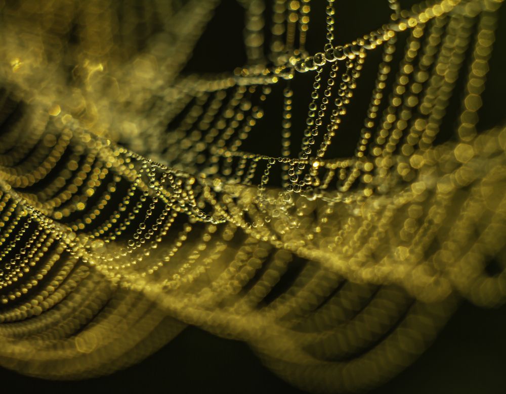 spider web necklace2