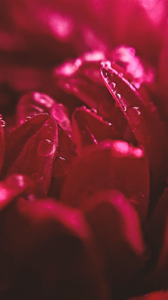 Фотография автора Анна Морозова