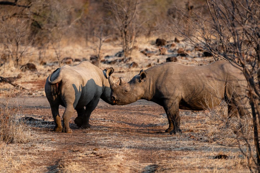 Real African Diamonds