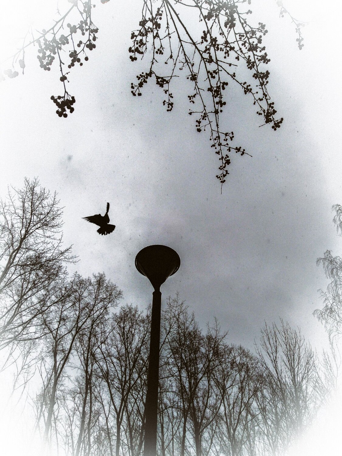 Нуар (Noir)