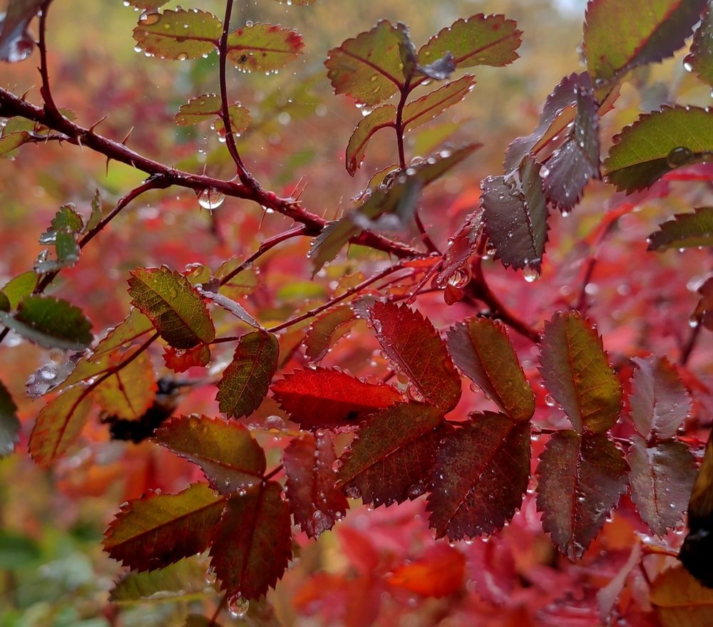 Photograph by Полина Александровна
