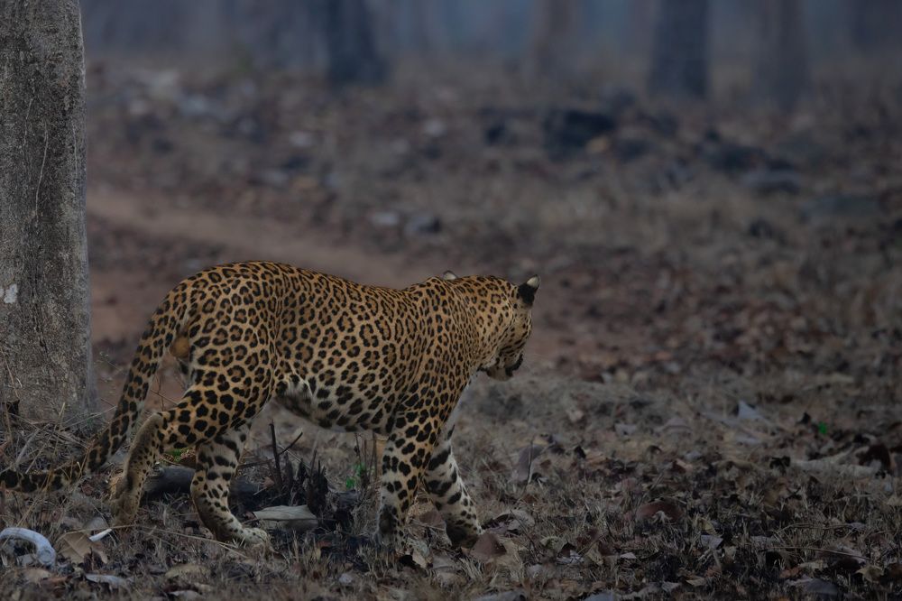 Photograph by Rémi Vacher